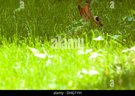 Lapin fixant dans une pelouse. Banque D'Images