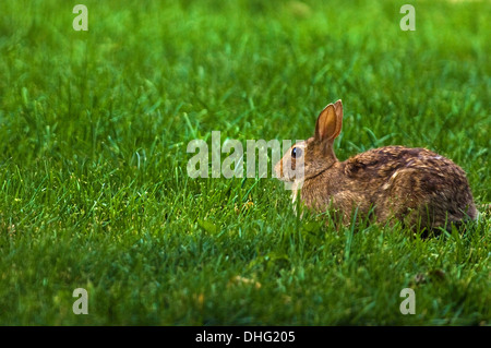 Lapin fixant dans une pelouse. Banque D'Images