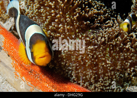 Sériole poissons clowns (Amphiprion clarkii) en prenant soin de centaines d'œufs. Gilli Banta, Komodo, Indonésie. Banque D'Images