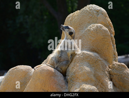 Meerkat posant Banque D'Images