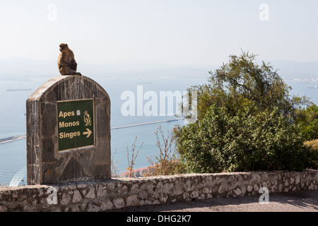 Macaque de Barbarie à Gibraltar Banque D'Images