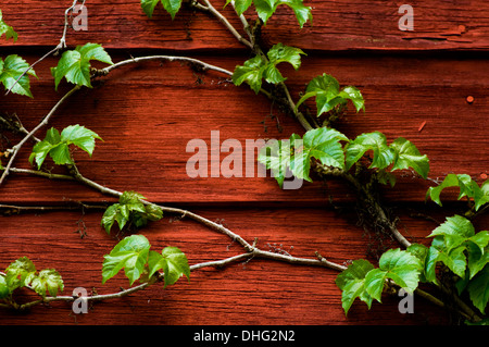 Lierre vert poussant sur un mur de lattes de bois peintes en terre cuite. Banque D'Images