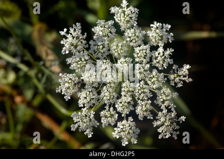 Close-up of Queen Anne's Lace. Banque D'Images