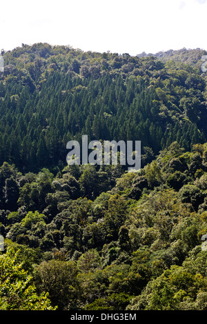 La Pass Pele,Montagne Noire,Foret,dans Rhododendrones lumière printanière sur les coteaux;fermes,Maisons,proche de Trongsa,Bhoutan Banque D'Images