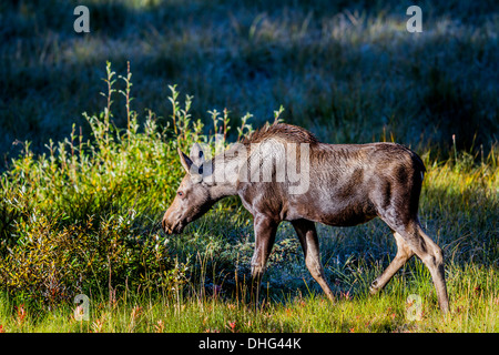 L'orignal (Alces alces) belle, riche de couleur marron veau, dans son habitat naturel, à la recherche de nourriture et d'alimentation. Photo panoramique Banque D'Images