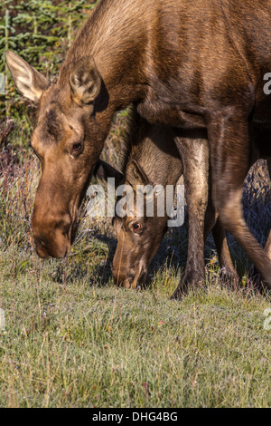 L'orignal (Alces alces) belle femme coloed riche, Brown & mollet, dans leur habitat naturel, à la recherche de nourriture et d'alimentation. Banque D'Images