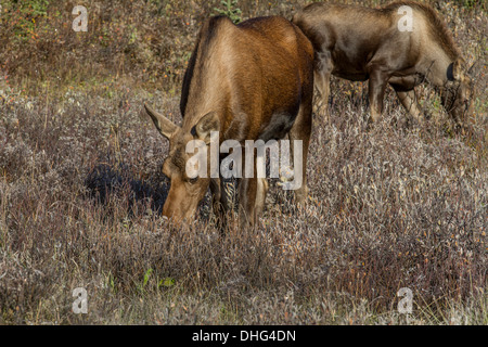 L'orignal (Alces alces) belle femme coloed riche, Brown & mollet, dans leur habitat naturel, à la recherche de nourriture et d'alimentation. Banque D'Images