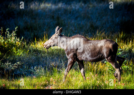 L'orignal (Alces alces) belle, riche de couleur marron veau, dans son habitat naturel, à la recherche de nourriture et d'alimentation. Photo panoramique Banque D'Images