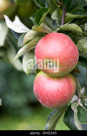 Malus domestica. Pommes de table 'croissant dans un verger. Banque D'Images