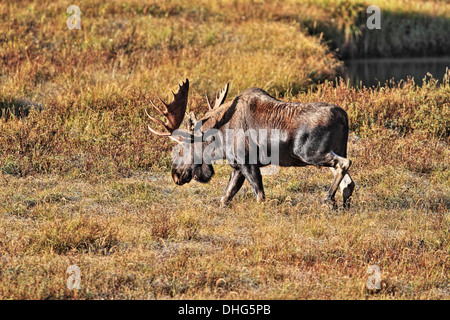 L'orignal (Alces alces) Bull Moose, dans son habitat naturel, avec un grand ensemble de bois, à la recherche de nourriture. Photo panoramique. Banque D'Images