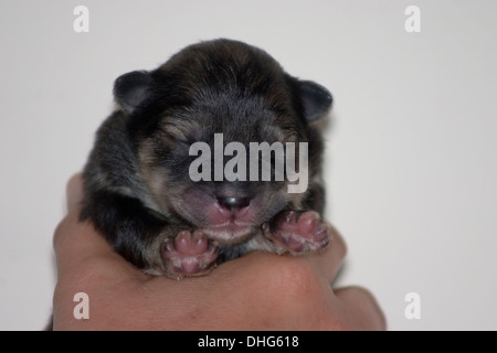 Finnish Lapphund j'chiot endormi dans une main. Banque D'Images