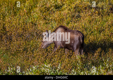 L'orignal (Alces alces) belle, riche de couleur marron veau, dans son habitat naturel, à la recherche de nourriture et d'alimentation. Photo panoramique Banque D'Images