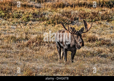 L'orignal (Alces alces) Bull Moose, dans son habitat naturel, à la recherche de nourriture. Photo panoramique. Banque D'Images