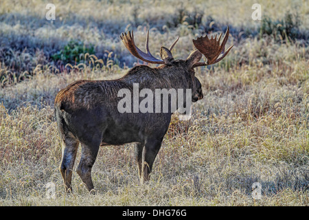 L'orignal (Alces alces) Bull Moose, dans son habitat naturel, à la recherche de nourriture. Photo panoramique. Banque D'Images