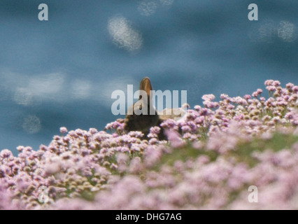 Lepus lapin assis dans curpaeums Thrift Armeria maritima Banque D'Images