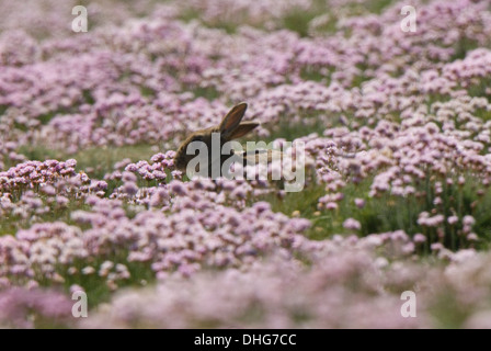 Lepus lapin assis dans curpaeums Thrift Armeria maritima Banque D'Images