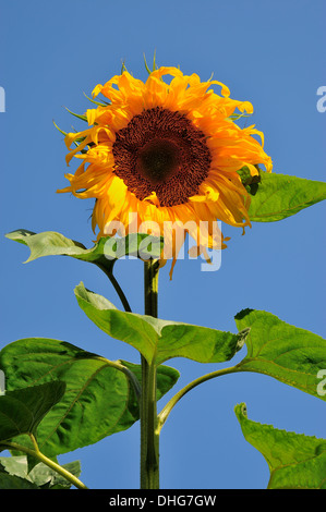 Une grande croissance de tournesol contre un fond de ciel bleu Banque D'Images