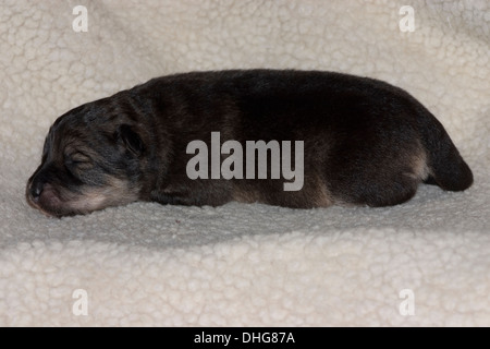 Finnish Lapphund j'chiot endormi sur son lit. Banque D'Images