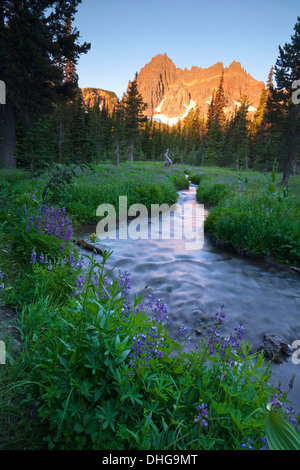 Tôt le matin la lumière sur trois doigts de cric de la prairie inférieure le long de Canyon Creek dans le Mount Jefferson Wilderness Area. Banque D'Images