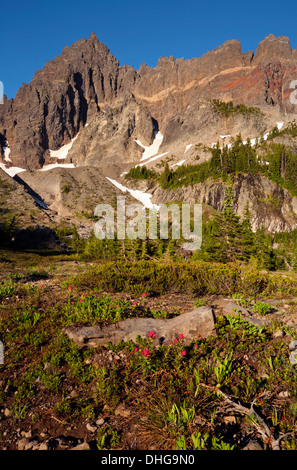 Blooming pinceau entre heather dans la région de Canyon Creek Meadow à base de trois doigts de Jack dans le Mount Jefferson Wilderness. Banque D'Images