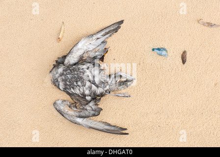 Un oiseau mort échoué sur une plage Australienne après une tempête Banque D'Images