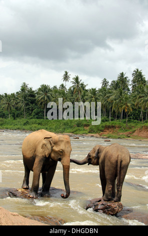 Lankesian jeune éléphant (Elephas maximus Maximus) en équilibre sur une pierre et en prenant sa mère, Pinnawela, Sri Lanka Banque D'Images