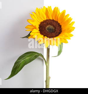 Avec des feuilles et des tiges de tournesol sur fond bicolore chemin de détourage inclus Banque D'Images