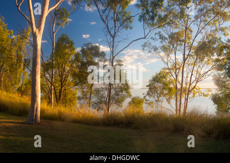 / Eucalyptus gum des arbres sur les rives du lac au coucher du soleil près de Emerald Maraboon Queensland Australie Banque D'Images