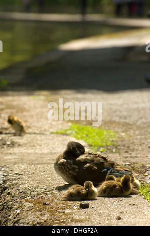 Mère Canard Mandarin avec ses jeunes à Regents Canal dans le nord de Londres, Royaume-Uni. Banque D'Images