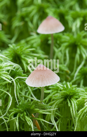 Les champignons d'automne en Finlande Banque D'Images