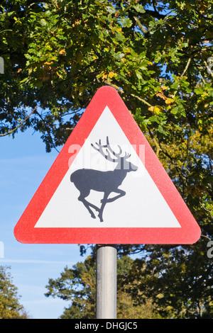 Panneau de circulation que d'avertissement peut-être des cerfs traversent la route. Banque D'Images