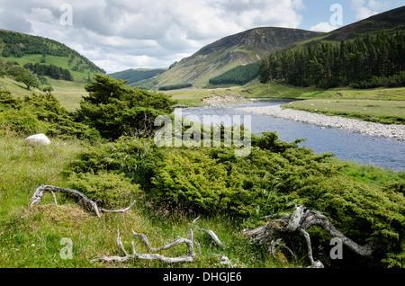 Scène de Glen avec river et de genévrier. Banque D'Images