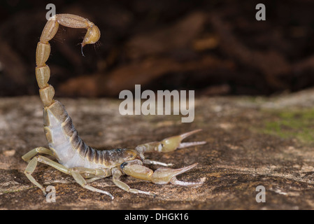 Un scorpion géant Hairy dans une attitude défensive Banque D'Images