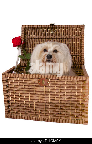Un petit chien se trouve dans un panier à côté de lui dans le panier est une rose rouge. Banque D'Images