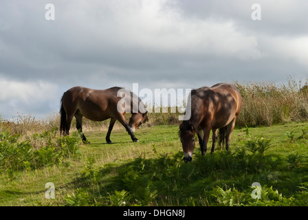 Sur poneys Exmoor, Somerset Ouest, Grande-Bretagne, Royaume-Uni Banque D'Images