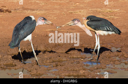 Flamant rose (Phoenicopterus ruber crumeniferus Marabou cigognes se disputant une grenouille à un étang à Tsavo Kenya Banque D'Images