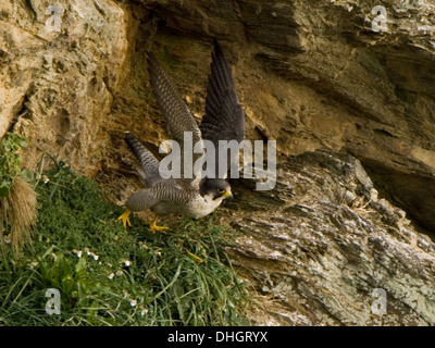 Le faucon pèlerin (Falco peregrinus) Préparation pour le vol Banque D'Images