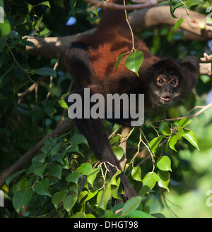Singe araignée noir (Ateles geoffroyi) regardant d'autres singes d'un arbre dans la forêt tropicale. Banque D'Images