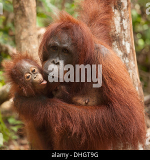 Mère sauvage de Bornean Orangutan (Pongo pygmaeus) tenant bébé dans une forêt asiatique, Kalimantan, Bornéo, Indonésie Banque D'Images