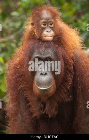 Bornean sauvage Orangutan (Pongo pygmaeus) bébé avec des bras autour du cou de la mère dans la forêt indonésienne de Bornéo Banque D'Images