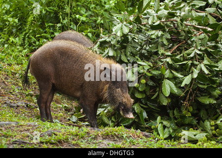 Cochon barbu de Bornéo (Sus barbatus) nourriture au bord de la forêt dans le parc national de Tanjung Puting Banque D'Images