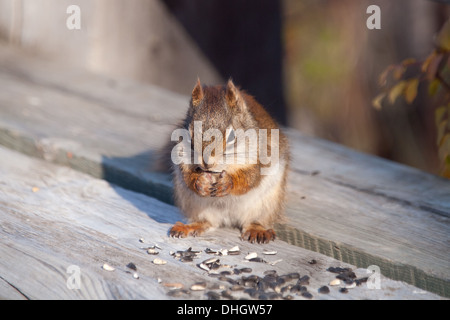 Un écureuil roux (Tamiasciurus hudsonicus) se nourrit de graines de tournesol à Beaver Creek Conservation Area, Saskatchewan. Banque D'Images