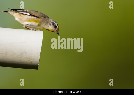 Pardalote strié à dans son nid dans une vieille pipe Banque D'Images