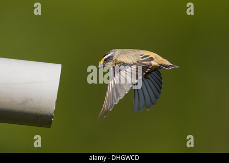 Pardalote strié volant dans son nid dans une vieille pipe Banque D'Images