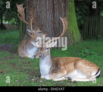 Cerfs mâles en jachère dans les bois à Dunham Massey, Altrincham, Cheshire, Angleterre, Royaume-Uni, WA14 4SJ Banque D'Images