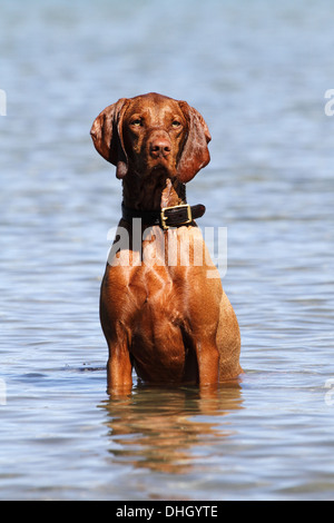 Hungarian Vizsla devint assis dans l'eau Banque D'Images