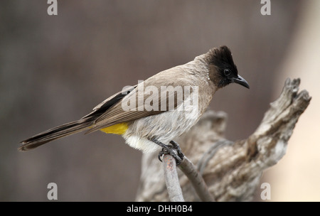 Blackeyed bulbul commun ou Banque D'Images