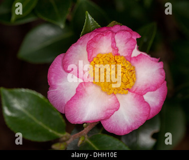 Une fleur rose et blanc et vert foncé feuilles de Camellia sasanqua inhabituelle cultivar 'quelque chose de spécial' sur fond sombre Banque D'Images