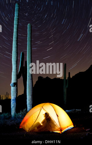 L'homme silhouette dans la nuit avec tente rougeoyante saguaro cactus et star trails. Tuyau d'orgue Cactus National Monument, Arizona. Banque D'Images