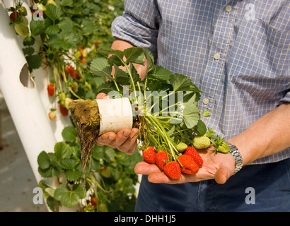 Man holding strawberry plant cultivé en système hydroponique commerciale montrant la croissance des racines, feuilles saines et bouquet de fruits rouges Banque D'Images